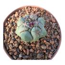 Cacto Thelocactus Hexaedrophorus