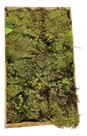 Caixa De Musgo Vivo Verde Terrário Kokedamas Fofão Terrariun