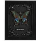 Caixa de sombra de taxidermia de borboleta emoldurada Alpine Black Swallowtail