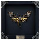 Caixa de sombra emoldurada Real Death Head Moth Acherontia Taxidermy Caixa de sombra emoldurada Real Death Head Moth Acherontia Taxidermy