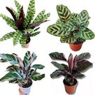 Calathea maranta combo white fusion, Riscada, cascavel, mokayana Rezadeira