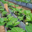 Calha Suspensa Cultivo de morango 50X0,45 MTS 200 micras