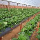 Calha Suspensa Cultivo vertical de morango 102 X 0,45 MTS 200 micras