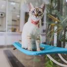 Cama De Janela Para Gatos Pets Caminha Suspensa Com Ventosa Abrigo Rede Toca Casa Redinha Casinha Brinquedo Petlon
