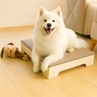 Cama Pet Estofada com Acabamento Premium Perfeita para Cães e Gatos