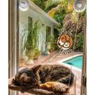 Caminha Abrigo Cama Suspensa De Janela Com Ventosas Para Gatos Pets Rede Redinha Descanso Casa Casinha Toca Brinquedo Caminha Abrigo Cama Suspensa De Janela Com Ventosas Para Gatos Pets Rede Redinha Descanso Casa Casinha Toca Brinquedo