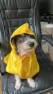 Capa Chuva Impermeável Para Cachorro - tam. 01 Capa Chuva Impermeável Para Cachorro - tam. 01