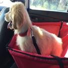 Capa Para Transporte Pet cães E Gatos King Of Pets banco traseiro