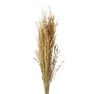 Capim Arroz Tradicional Desidratado