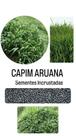 Capim Aruana Panicum Maximum - 10kg de Sementes Incrustadas