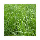 Capim Aruana Panicum Maximum 10kg Sementes