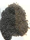 Capim Brachiaria Brizantha Piatã 10kg- Sementes Incrustadas