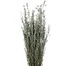Capim Buque Folhagem Desidratado Decoração Arranjo Natural
