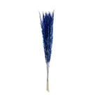 Capim Champagne Azul Desidratado Capim Champagne Azul Desidratado
