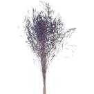 Capim Chorão Roxo