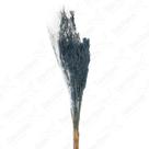 Capim Chorao Verde Desidratado Buque Flores Secas Capim Chorao Verde Desidratado Buque Flores Secas