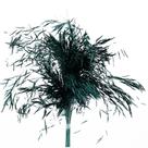 Capim Chorão Verde