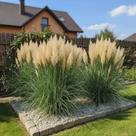 Capim dos Pampas Verde - Planta Ornamental de Grande Impacto Visual
