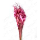 Capim Estrela Pink Flor Desidratada Buque Flores Secas