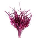 Capim Estrela Rosa Desidratado