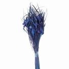Capim Estrela Roxo Desidratado Capim Estrela Roxo Desidratado