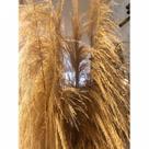 Capim Flecha Desidratado Toque Natural e Elegante na Decoração