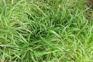 Capim Tanzania Panicum Maximum - 10kg De Sementes