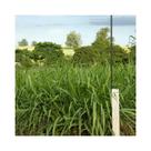 Capim Tanzania Panicum Maximum 4kg Sementes