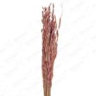 Capim Trigão Rosa Flor Desidratada Buque Flores Secas