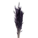 Capim Trigão Roxo Capim Trigão Roxo