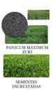 Capim Zuri Panicum Maximum - 10KG de Sementes Incrustadas Capim Zuri Panicum Maximum - 10KG de Sementes Incrustadas
