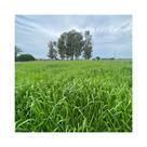 Capim Zuri Panicum Maximum 500g Sementes Incrustadas