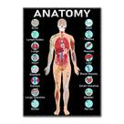 Cartaz, gráfico educacional, anatomia do sistema do corpo humano, 40x60cm