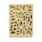 Cartazes Vintage com Estampa de Cogumelos, Frutas e Vegetais - Arte Botânica em Papel Kraft