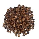 Casca de Macadamia Natural 3 Litros Substrato Premium para Orquídeas, Suculentas e Decoração de Vasos