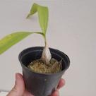 Catasetum (cores diversas) (catassetum)