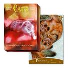 Cats Oracle Cards - AQUAROLI BOOKS