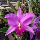 Cattleya Anceps x Cattleya Warneri - Orquídea Tropical