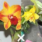 Cattleya ayrton senna x mini cattleya amarela