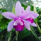 Cattleya intermedia var. orlata Cattleya intermedia var. orlata