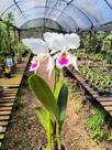Cattleya labiata Semi Alba - Orquídea Nativa do Brasil