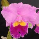 Cattleya LC Drumbet San Gabriel (S-115) - pré adulta Cattleya LC Drumbet San Gabriel (S-115) - pré adulta