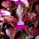 Cattleya Tigrina Adulta - Orquídea Brasileira