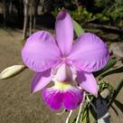 Cattleya Walkeriana Híbrida: S/A Maria José x Flamea Athaide x Alba Serrana Cattleya Walkeriana Híbrida: S/A Maria José x Flamea Athaide x Alba Serrana