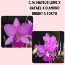 Cattleya Walkeriana Mateus Leme x Rafael x Diamond Bright x Tokyo - Corte de Matriz Adulta com 3 a 5 Bulbos