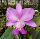 Cattleya Walkeriana Tipo Samanta - Orquídea Adulto Enraizada