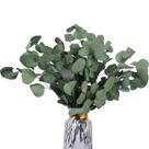 Caules de eucalipto preservados HIAGROW Real 20PCS verdes