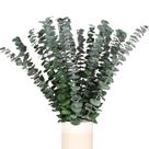 Caules de eucalipto preservados HIAGROW Real Dried 20 unidades 43 cm