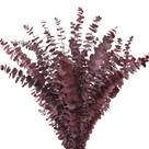 Caules de eucalipto secos HIAGROW Real Red Preserved 20 unidades
