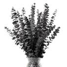 Caules decorativos de eucalipto secos HIAGROW Black 20 unidades 43 cm